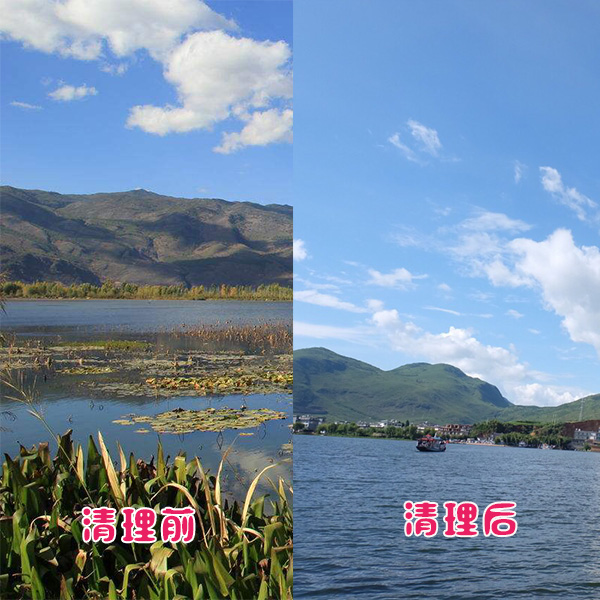 洱海客戶湖泊水草清理效果展示